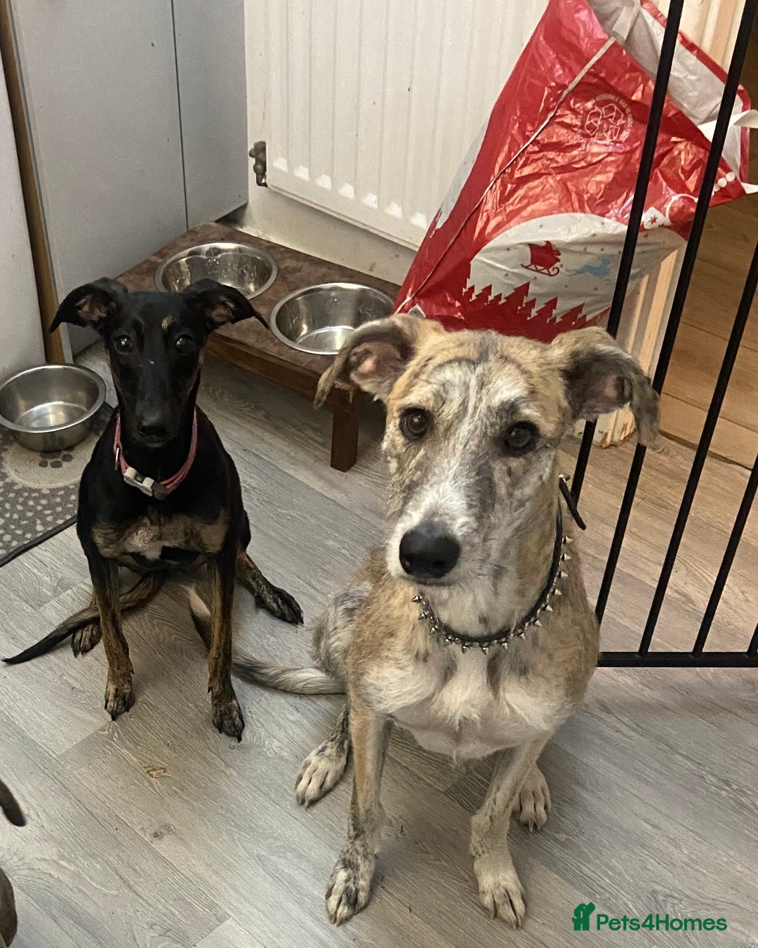 Lurcher dogs for sale: 2 female lurchers - Advert 1