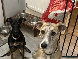 Lurcher dogs 2 female lurchers - Advert 2
