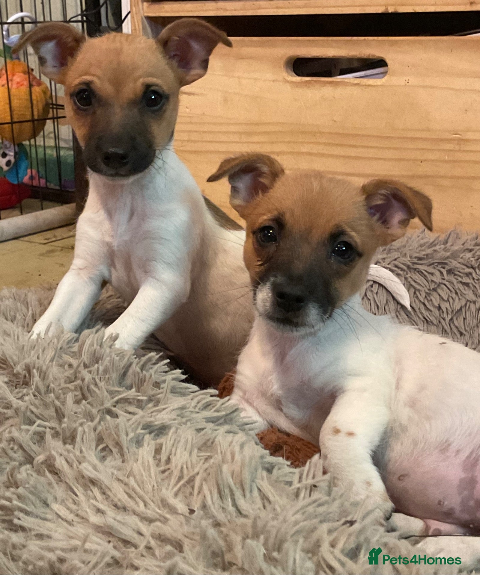 Jack Russell dogs Ready Now ! - Advert 1