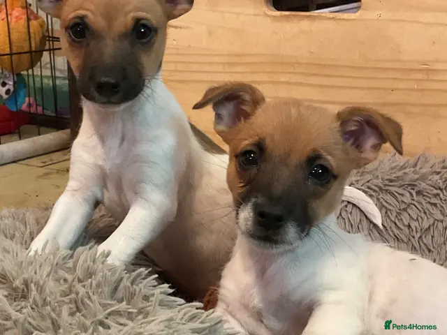 Jack Russell dogs for sale: Ready Now reduce due to time wasters ! - Advert 1