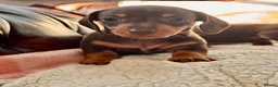 Miniature Dachshund dogs for sale: Kc registered miniature dachshund puppies  - Advert 5