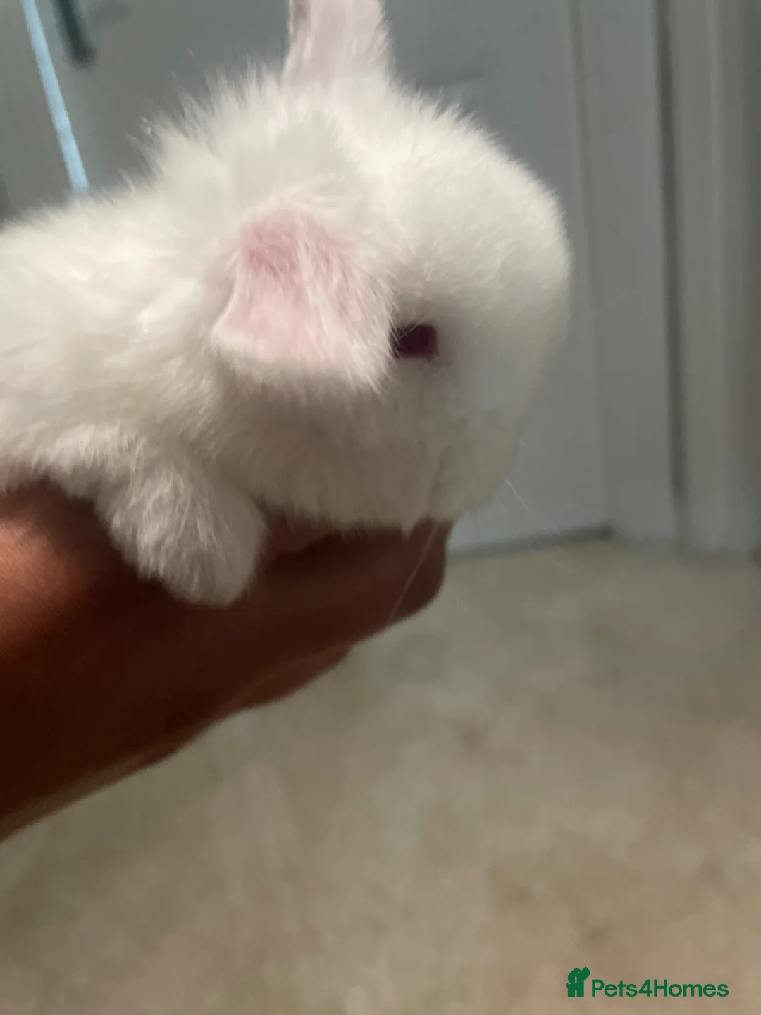 Mini Lop rabbits for sale: Mini lop X Doublemane lionhead - Advert 2