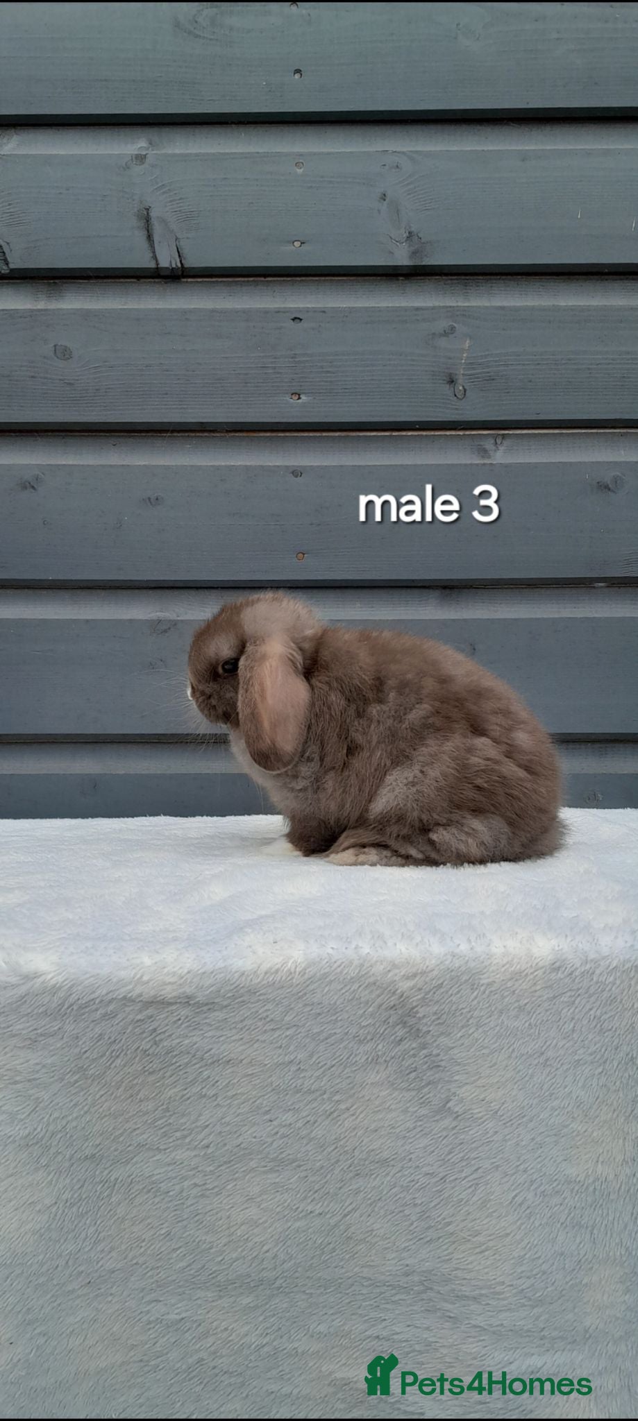 Mini Lop rabbits Purebred mini lop rabbits  - Advert 2