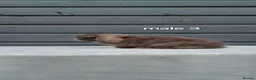 Mini Lop rabbits for sale: Purebred mini lop rabbits  - Advert 8
