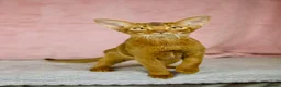 Abyssinian cats for sale: One boy left🤎Raised with Love Abyssinian Kittens - Advert 21