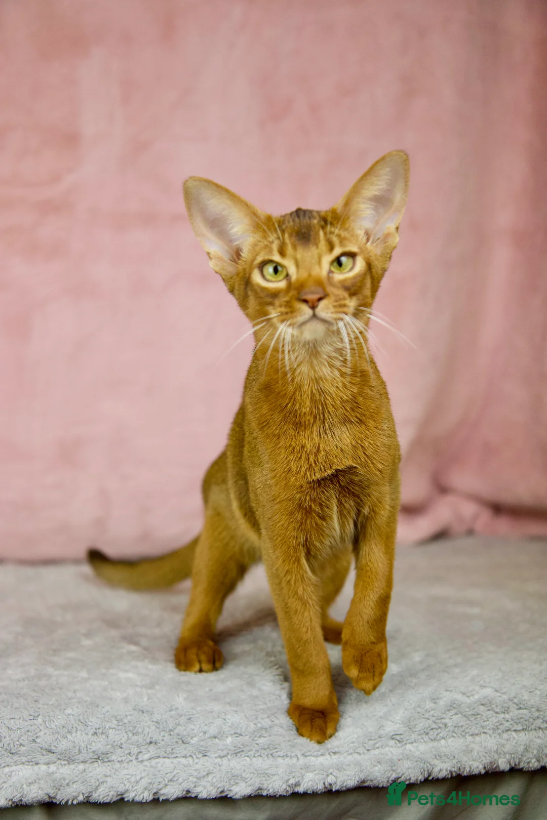 Abyssinian cats for sale: One boy left🤎Raised with Love Abyssinian Kittens - Advert 21