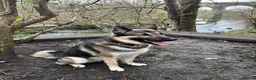 Mixed Breed dogs for stud: Cerberus  - Advert 2