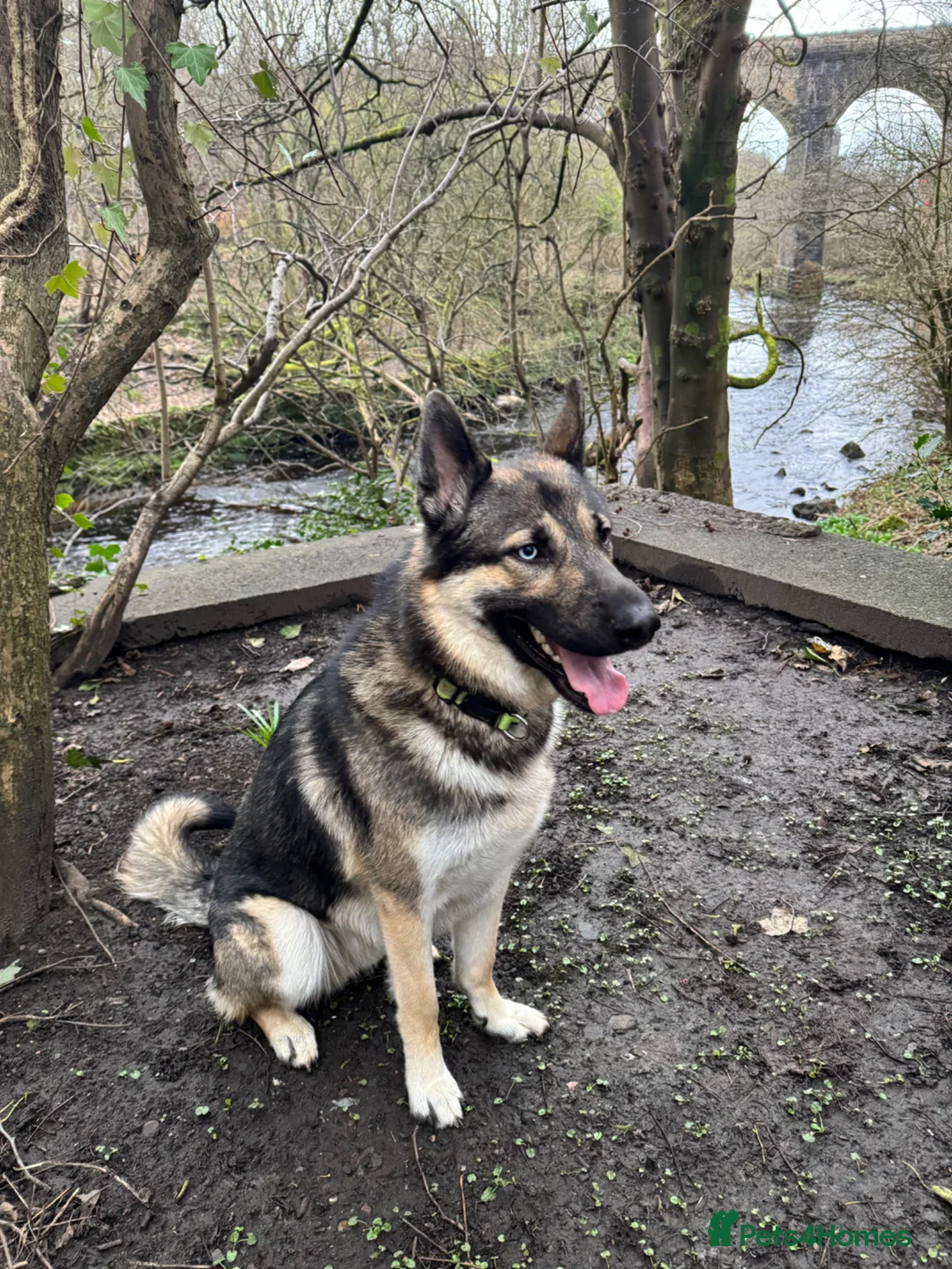 Mixed Breed dogs for stud: Cerberus  - Advert 2