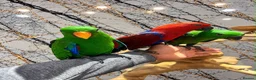Mixed Breed birds for sale: Stunning Selection Baby HandReared Loving Parrot in Nottingham - Advert 5