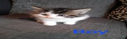 Mixed Breed cats for sale: Beautiful 8 week old kittens for sale - Advert 2