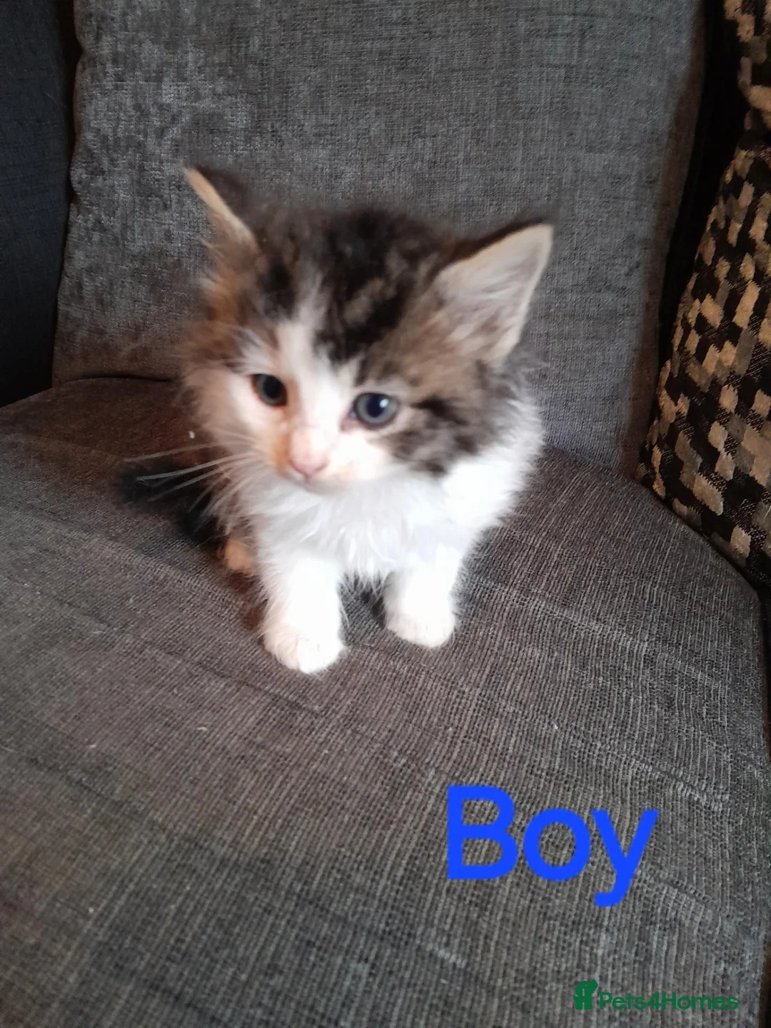 Mixed Breed cats for sale: Beautiful 8 week old kittens for sale - Advert 2