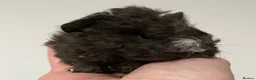 Guinea Pig rodents for sale: Lunkarya - Advert 4