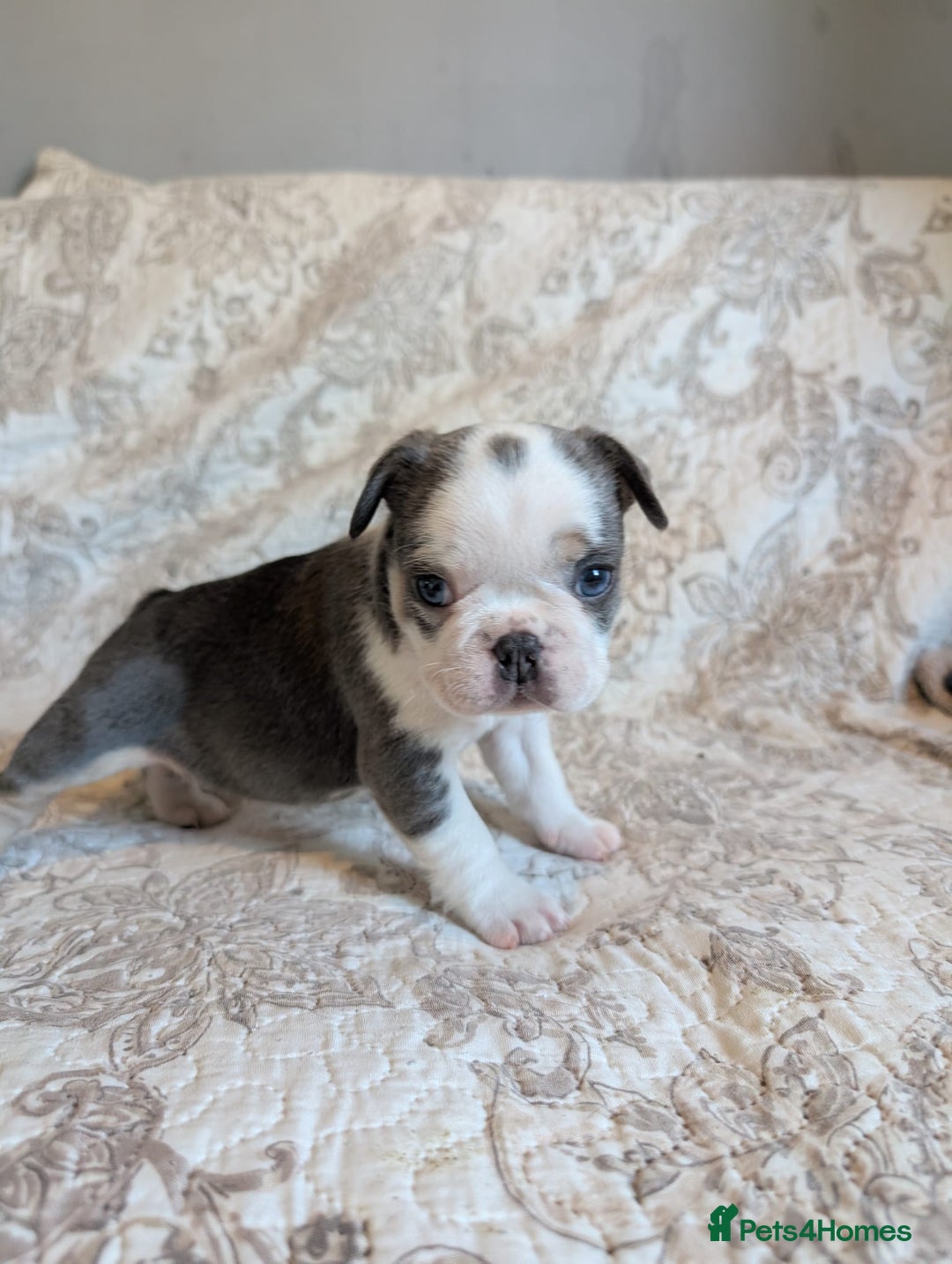 French Bulldog dogs for sale: Frenchie puppies  - Advert 11