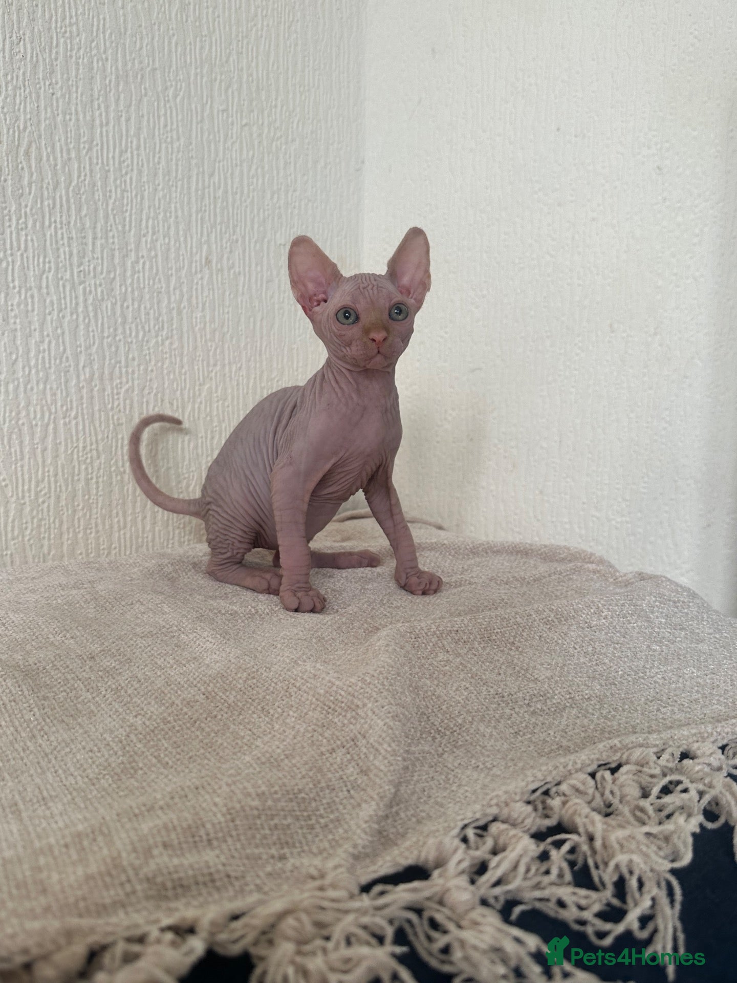 Sphynx cats *REDUCED* Canadian Sphynx kittens  - Advert 5