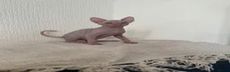 Sphynx cats for sale: *REDUCED* Canadian Sphynx kittens  - Advert 1