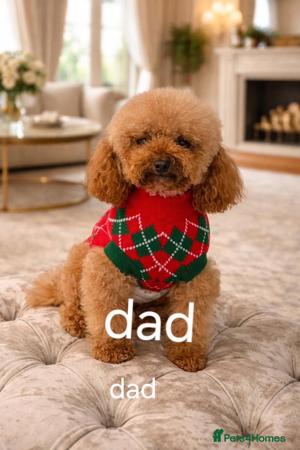 Cavapoo dogs Cavapoo  - Advert 1