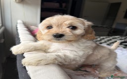 Cockapoo dogs for sale: F2 cockapoo puppies 🐶 ❤️ - Image 2