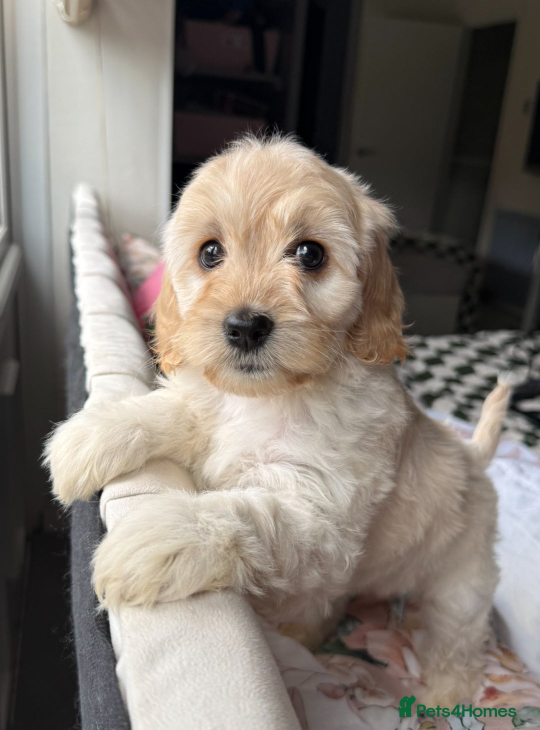 Cockapoo dogs for sale: F2 cockapoo puppies 🐶 ❤️ - Image 2