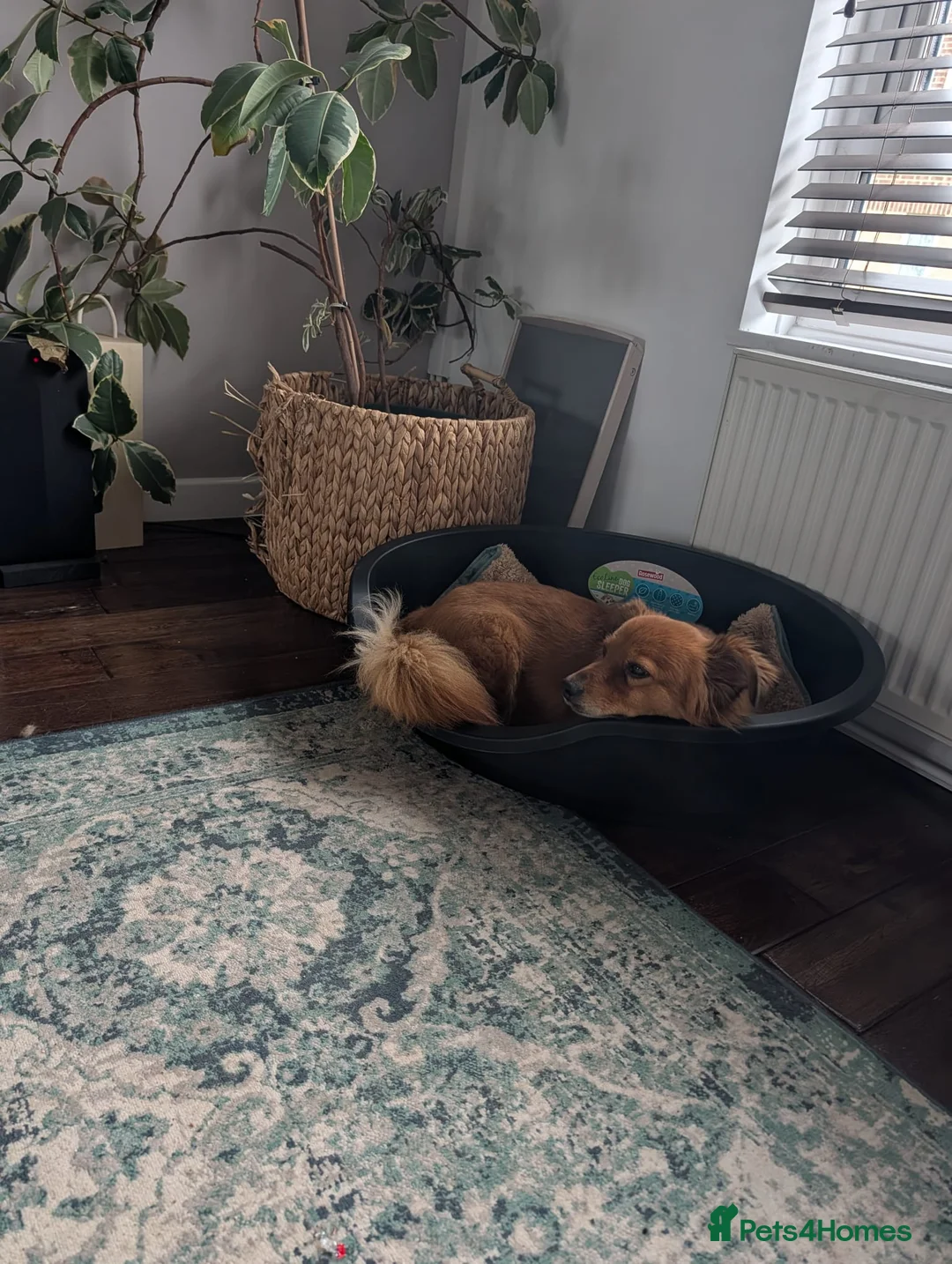 Mixed Breed dogs for adoption: Sweet Roka Needs LoVE - Advert 10