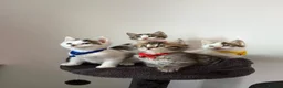 Ragcoon cats for sale: RAGCOONS ragdoll mainecoons - Advert 17
