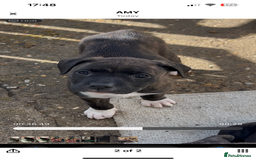 Mixed Breed dogs for sale: The Last 3 babies  - Advert 3