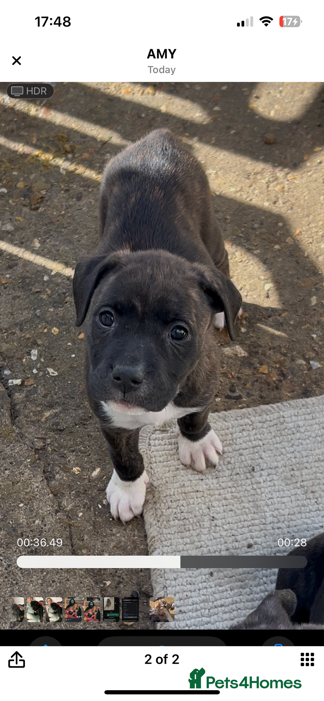 Mixed Breed dogs for sale: The Last 3 babies  - Advert 3