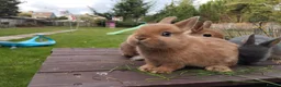 Netherland Dwarf rabbits for sale: Netherland dwarf 8wk, £50 each (CLEARANCE)  - Advert 11