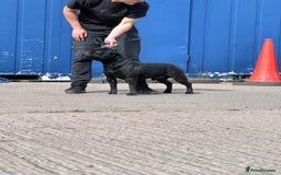 Staffordshire Bull Terrier dogs for sale: Quality black stafford males in Carlisle - Image 12