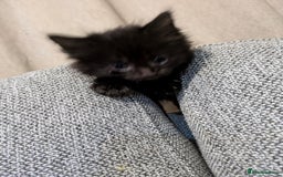 Mixed Breed cats for sale: Stunning b&w tuxedo girl - Image 10