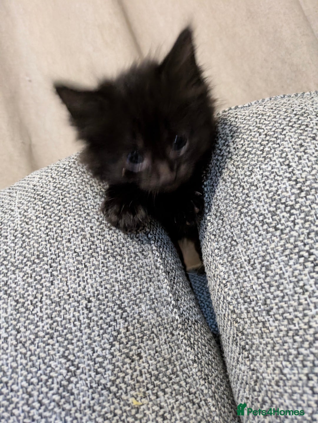 Mixed Breed cats for sale: Stunning b&w tuxedo girl - Image 10