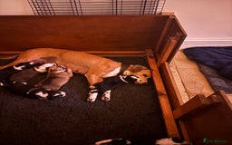 Mixed Breed dogs for sale: Collie x Lurcher Springer - Image 5