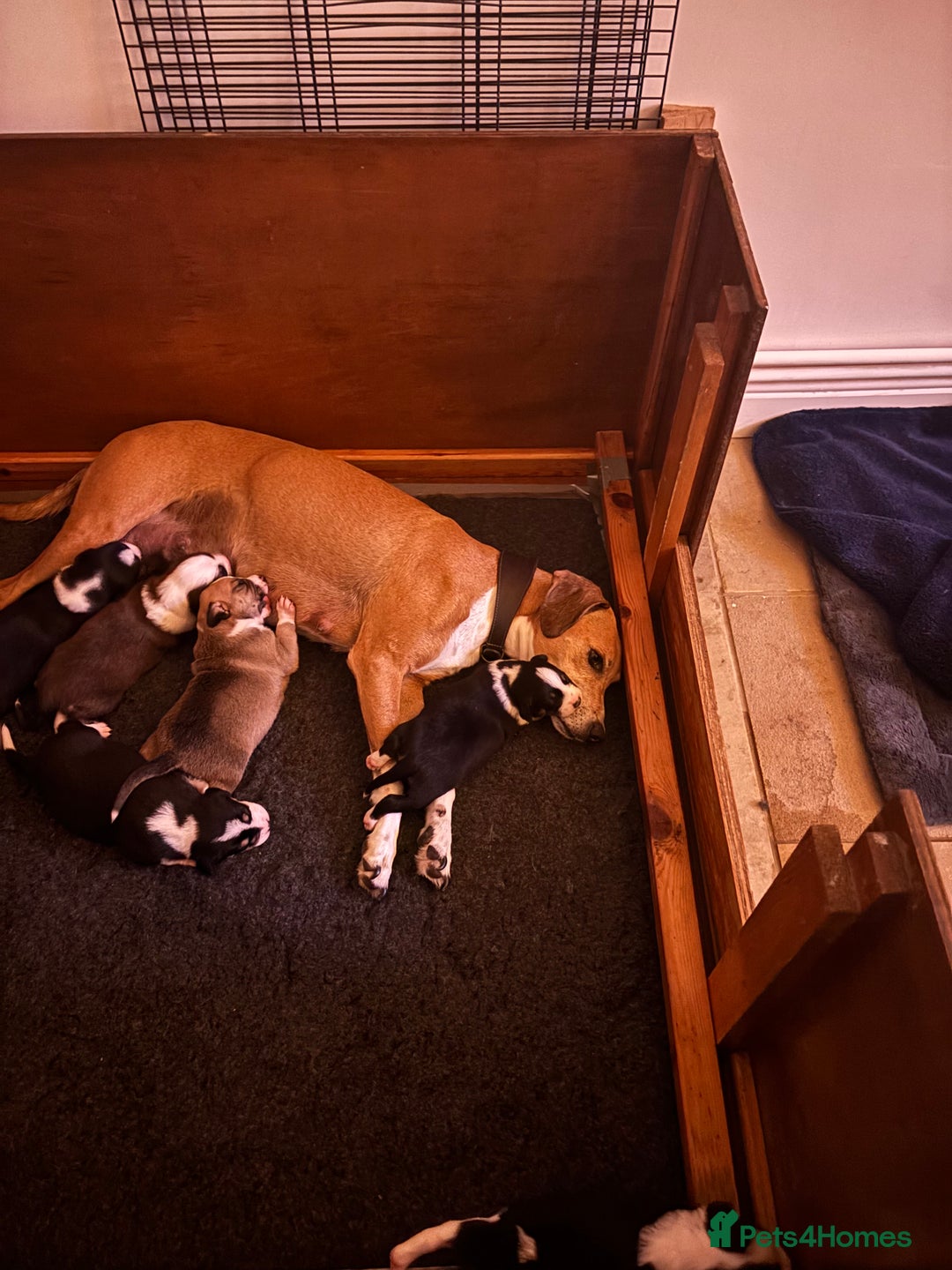 Mixed Breed dogs for sale: Collie x Lurcher Springer - Image 5