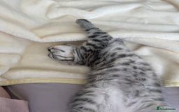 Scottish Fold cats for sale: scottish fold kittens  - Image 21