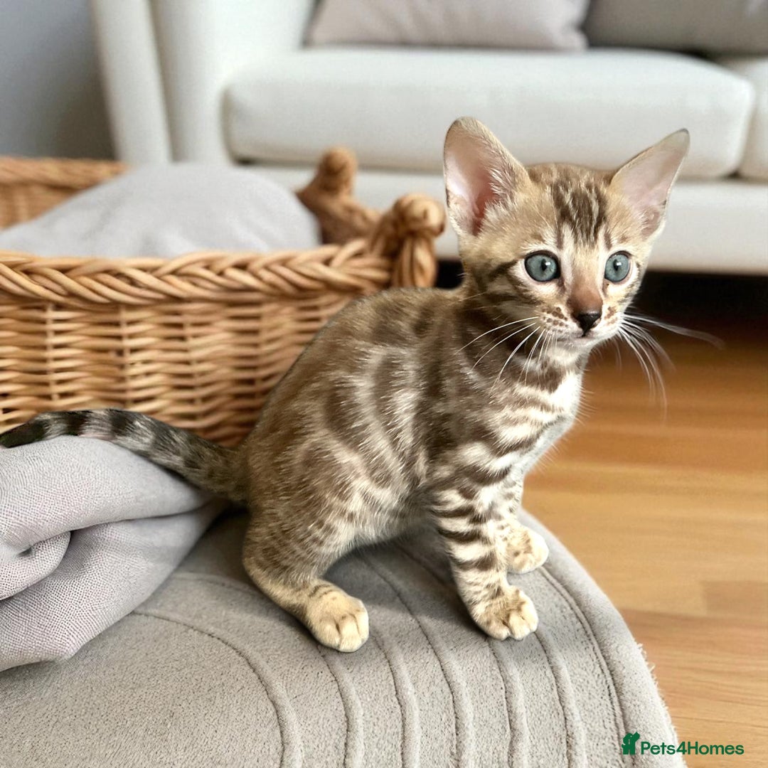 Bengal cats for sale: STUNNING TICA reg Bengal kittens ready to reserve - Image 39