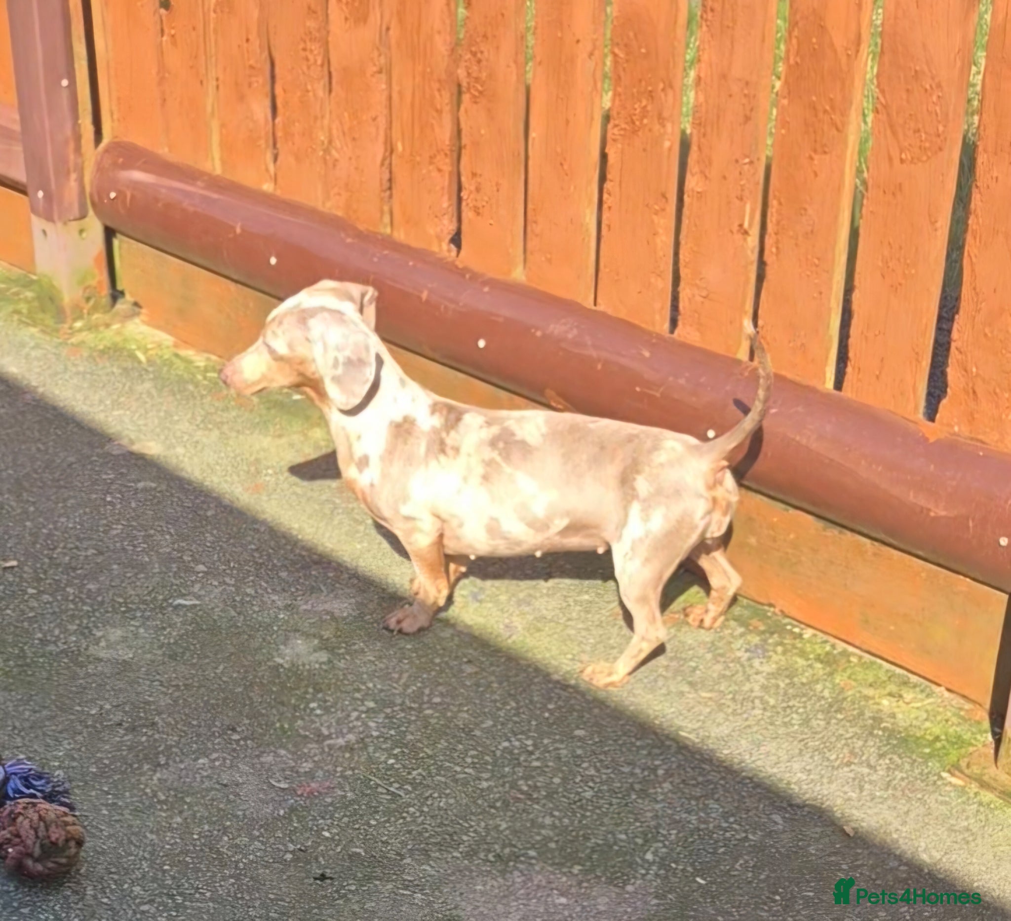 Miniature Dachshund dogs Isabella dapple and tan 1 year old female - Advert 2