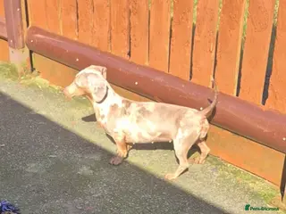 Miniature Dachshund dogs Isabella dapple and tan 1 year old female - Advert 2