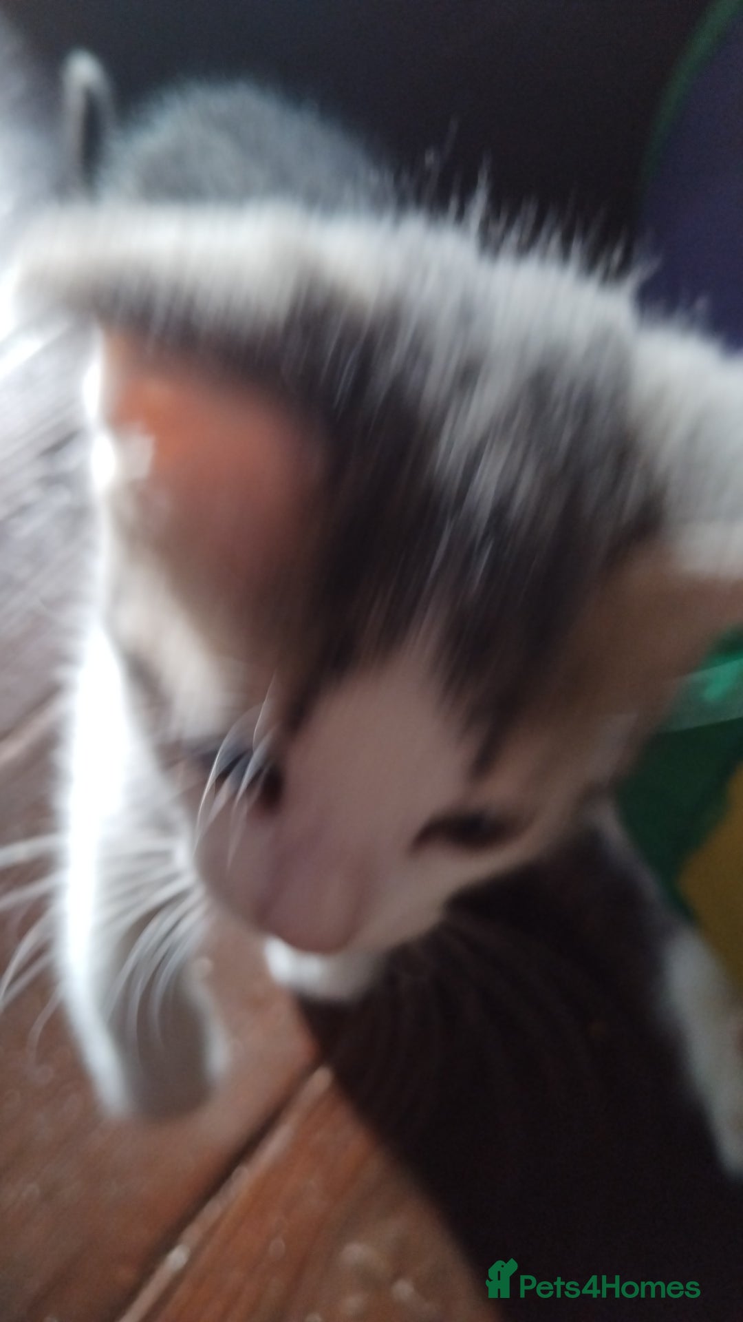 Mixed Breed cats for sale: Kittens american ringtail mixbreed  - Image 3