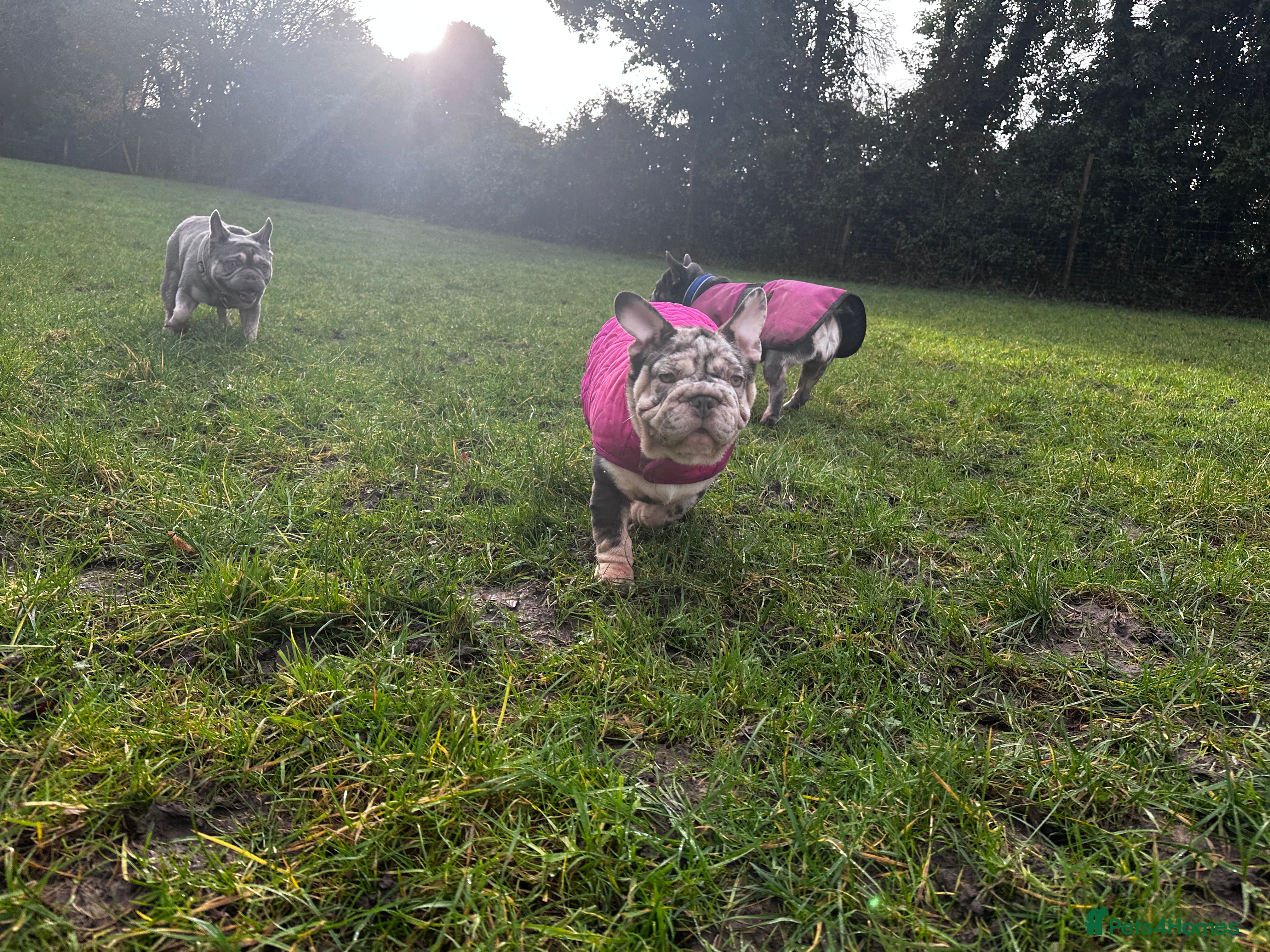 French Bulldog dogs Ready now-  Well bred, beautiful temperament pups - Advert 6