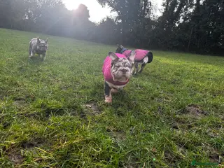 French Bulldog dogs Ready now- Well bred, beautiful temperament pups - Advert 7