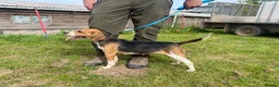 Beagle dogs for sale: Two year old Beagle bitch looking for a new home.  - Advert 3