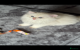 Scottish Fold cats for sale: purebred kittens Gold Scottish Fold Chinchilla - Image 14
