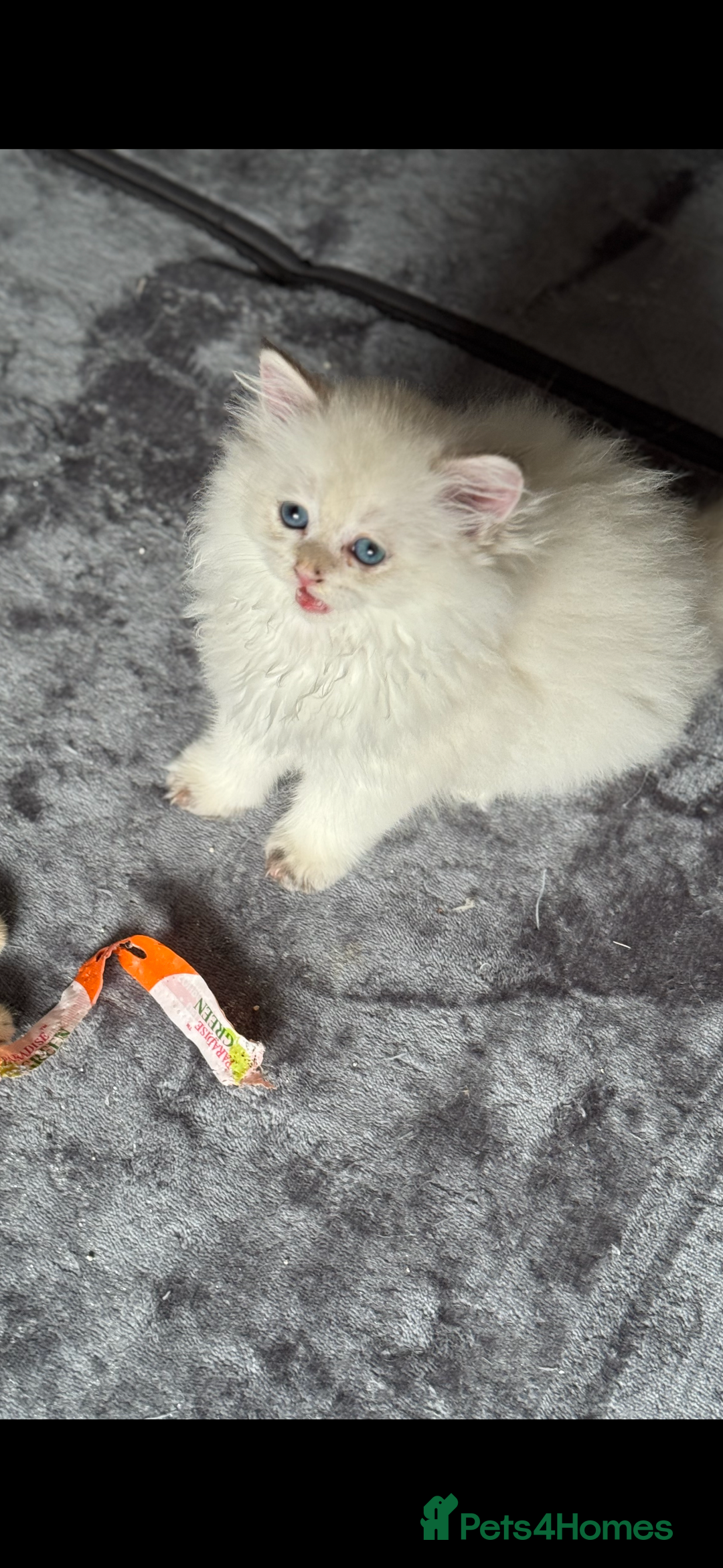 Scottish Fold cats for sale: purebred kittens Gold Scottish Fold Chinchilla - Image 14