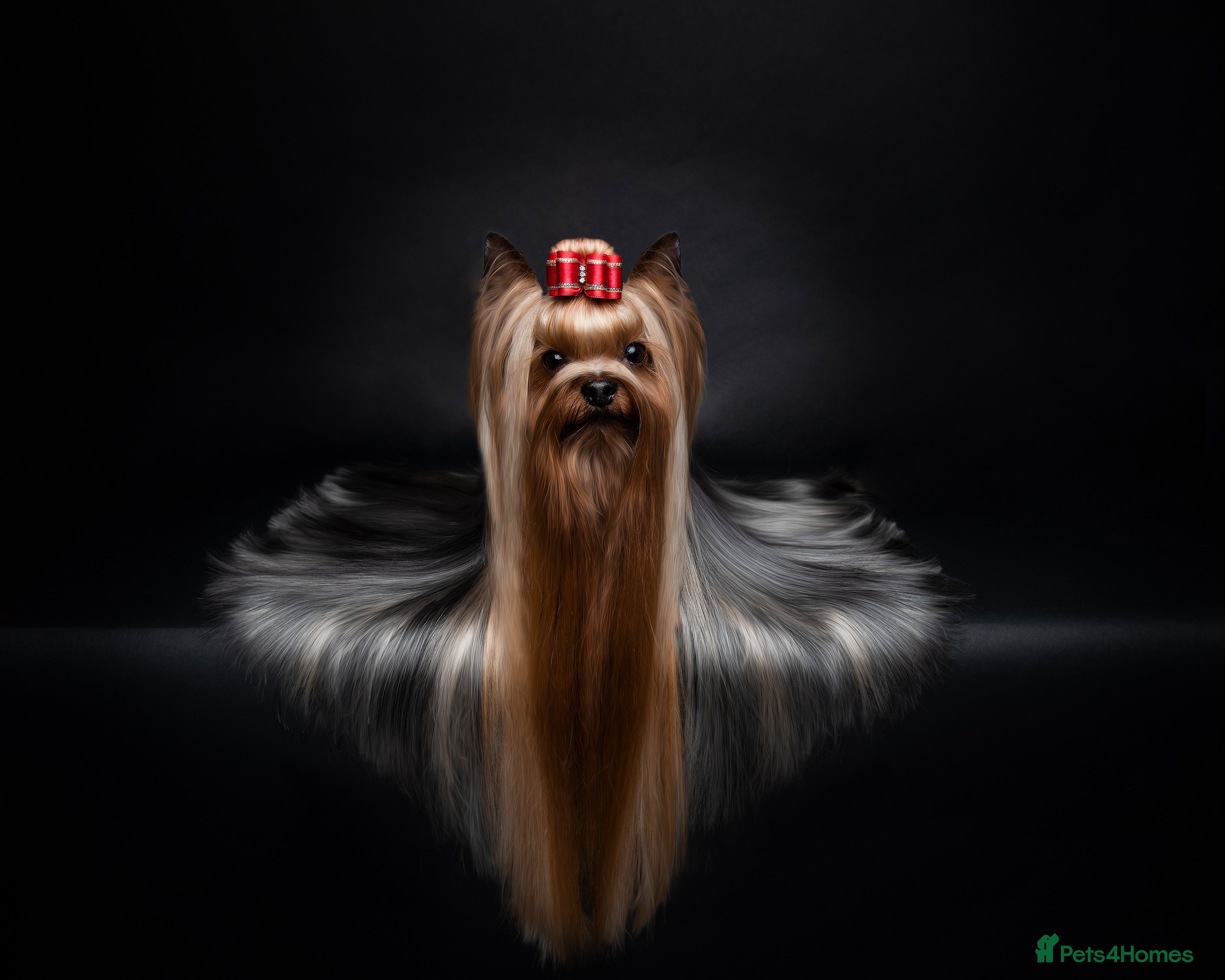 Yorkshire Terrier dogs Stunning UK champion small stud dog DNA tested in Rotherham - Advert 15