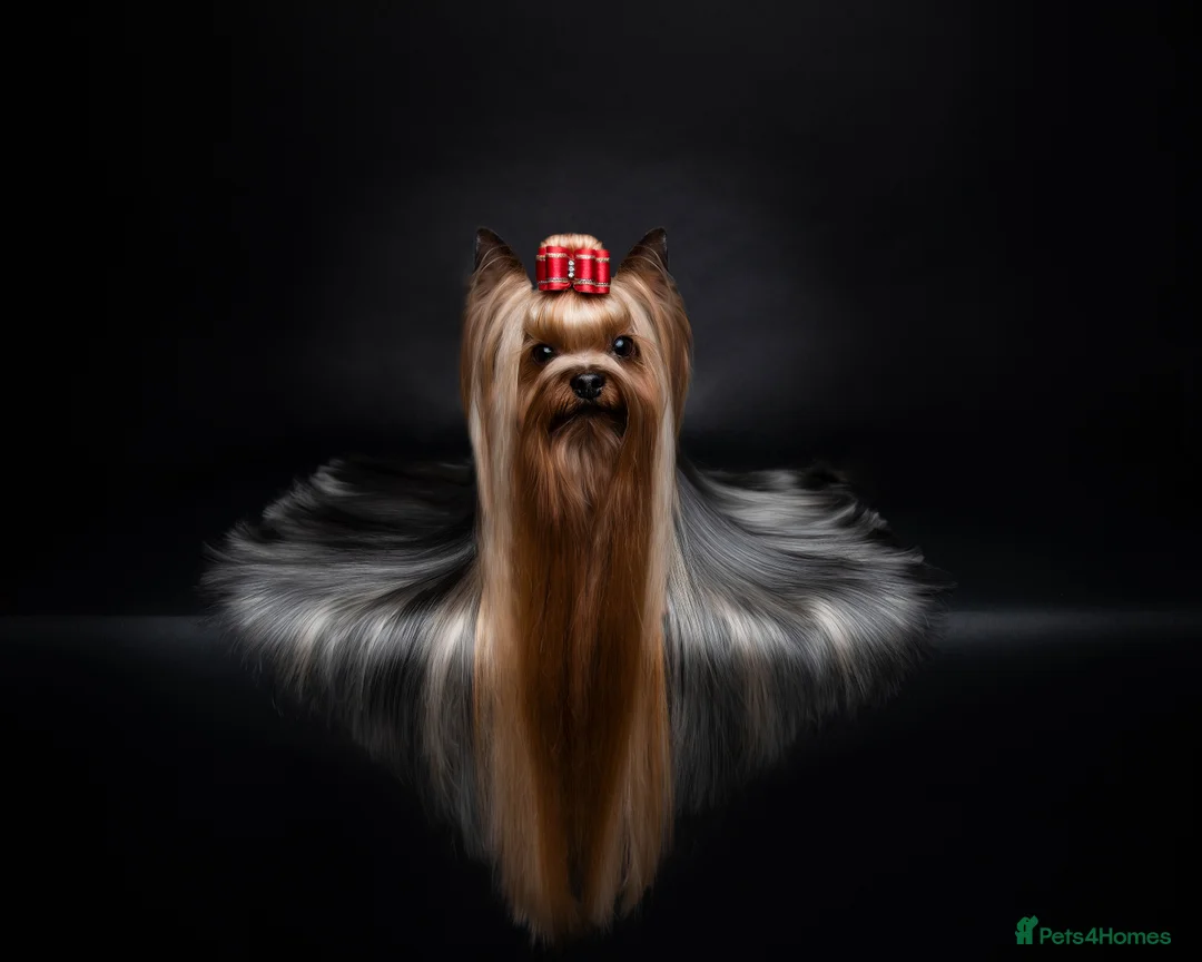 Yorkshire Terrier dogs for stud: Stunning UK champion small stud dog DNA tested in Rotherham - Advert 1