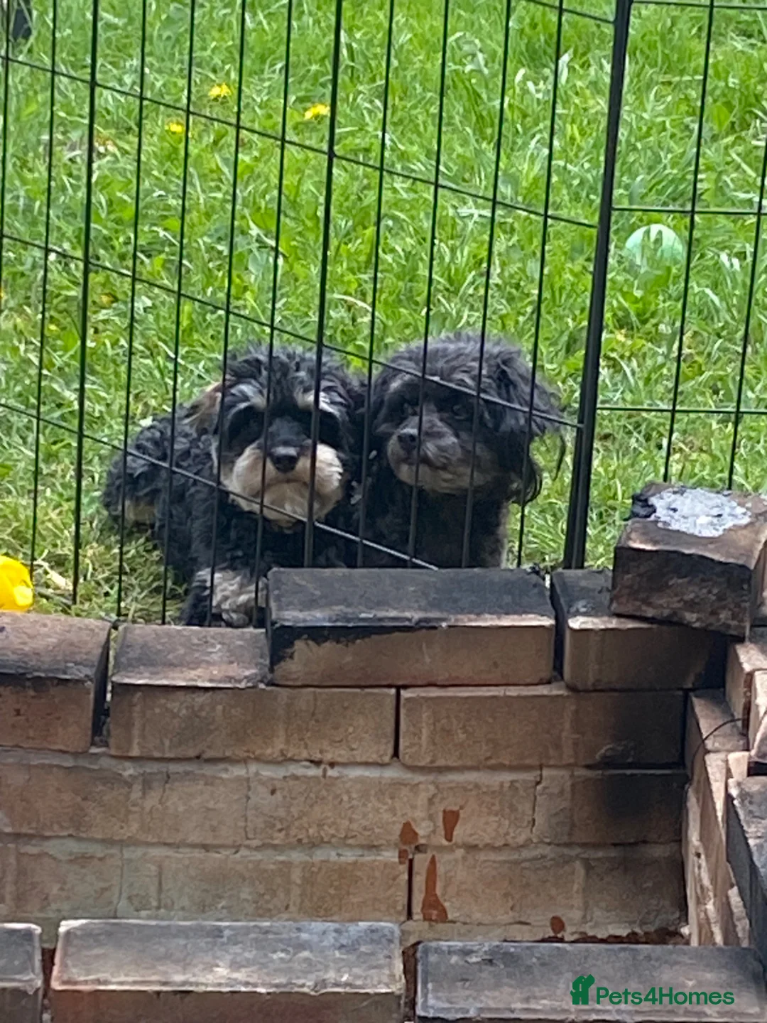 Miniature Poodle dogs for stud: Miniature cavapoo  - Advert 2