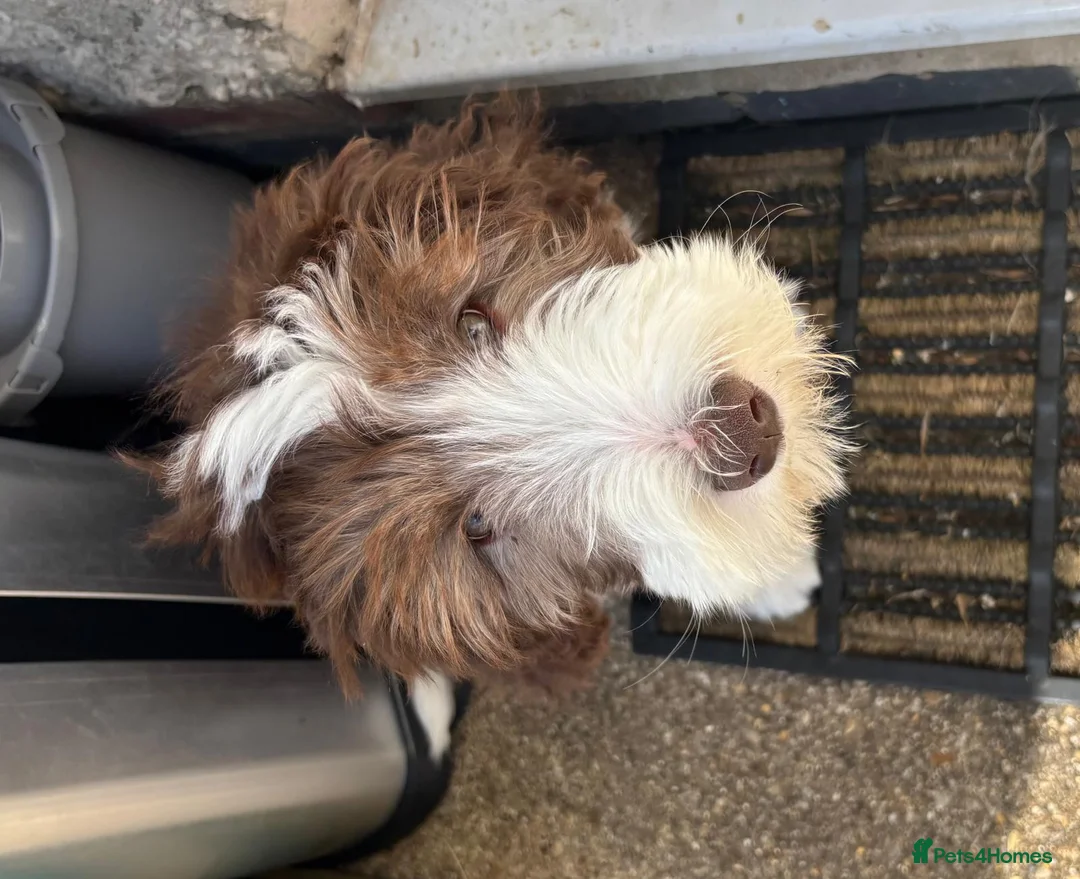 Bearded Collie dogs for sale: Bearded collie  - Advert 2