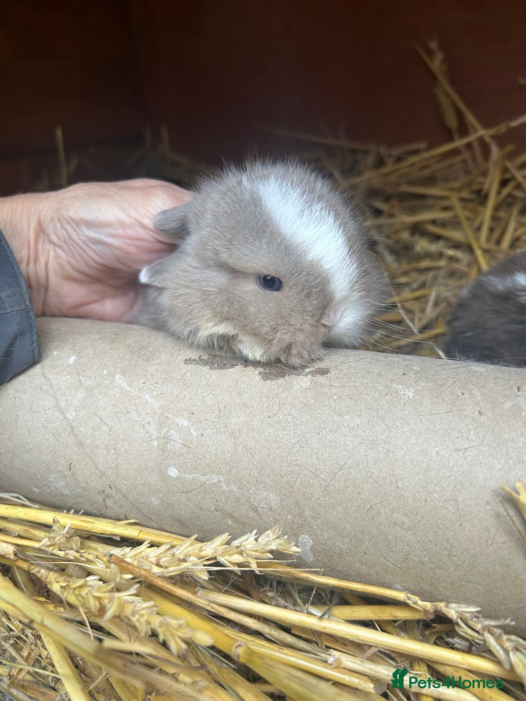 Netherland Dwarf rabbits for sale: Netherland Dwarf - Advert 6