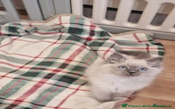 Ragdoll cats for sale: Rag doll kitten for sale  - Advert 3