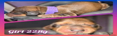 Miniature Dachshund Puppy 3