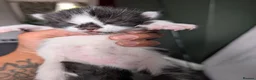 Mixed Breed cats for sale: Beautiful chunky kittens  - Advert 6